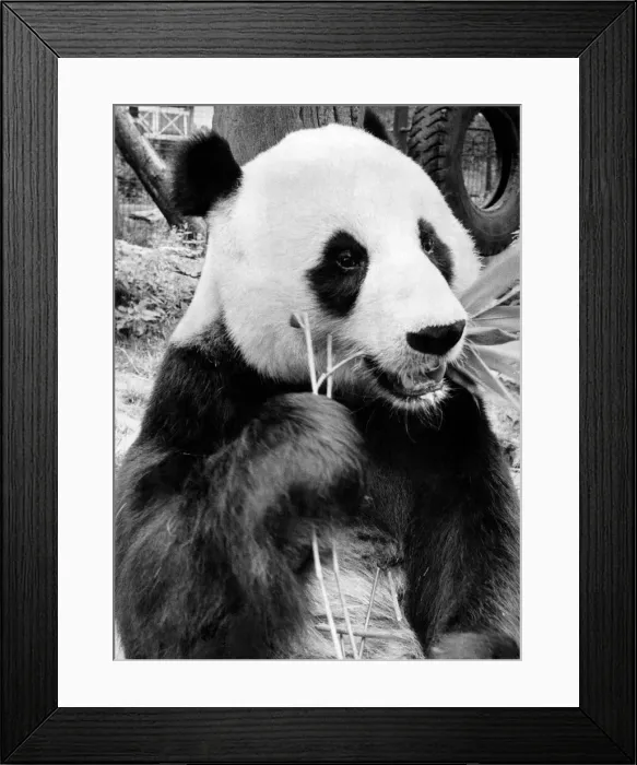 Framed Print : Chia Chia the Panda at London Zoo seen here enjoying some bamboo August 1981 P007427