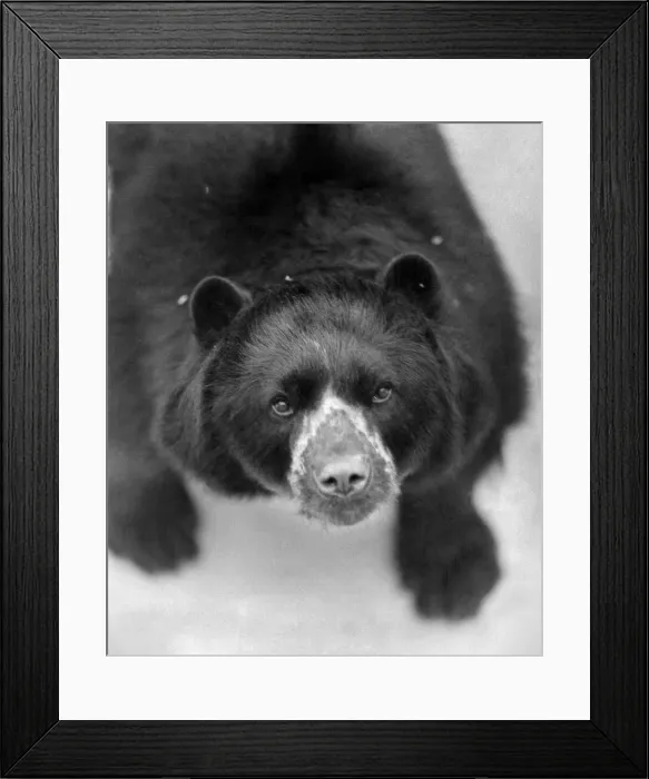 Framed Print : Spectacled bear Pedro, whose eye glasses, like some others of his breed Framed Print : Spectacled bear Pedro, whose eye glasses, like some others of his breed