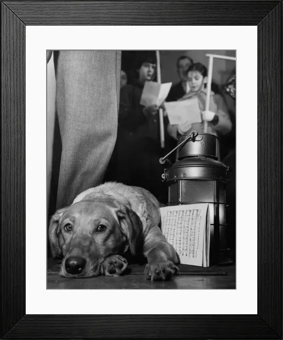 Framed Print : Animals Dogs: Love and joy come to you'. So runs the words of the Christmas Framed Print : Animals Dogs: Love and joy come to you'. So runs the words of the Christmas