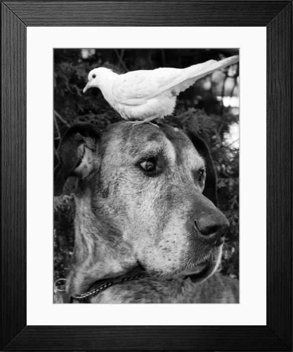 Framed Print : Sean the 9-year-old Great, Dane is always getting the bird down at the Gatwick Garden