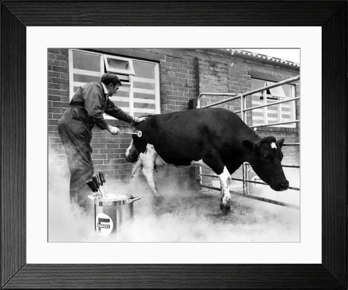 Framed Print : Freeze Branding by farmers to help cut out rustling. William Cottam (46 Framed Print : Freeze Branding by farmers to help cut out rustling. William Cottam (46