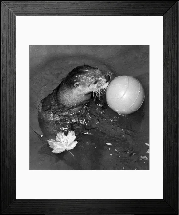 Framed Print : Skipper the otter seen here on the ball in the pool at the Children Zoo in Crystal Framed Print : Skipper the otter seen here on the ball in the pool at the Children Zoo in Crystal