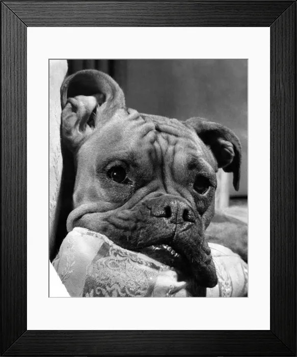 Framed Print : Mitzi the boxer at home with toys. November 1954 P007463 Framed Print : Mitzi the boxer at home with toys. November 1954 P007463