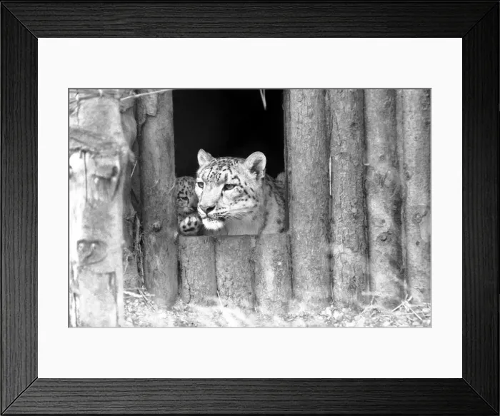 Framed Print : Animals  /  Cute. Howletts Zoo. Leopard Cubs. The cubs