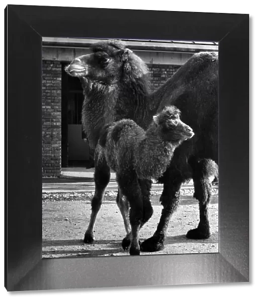 A New Baby Bactrian Camel at London Zoo: Maggie the baby camel, and the mother