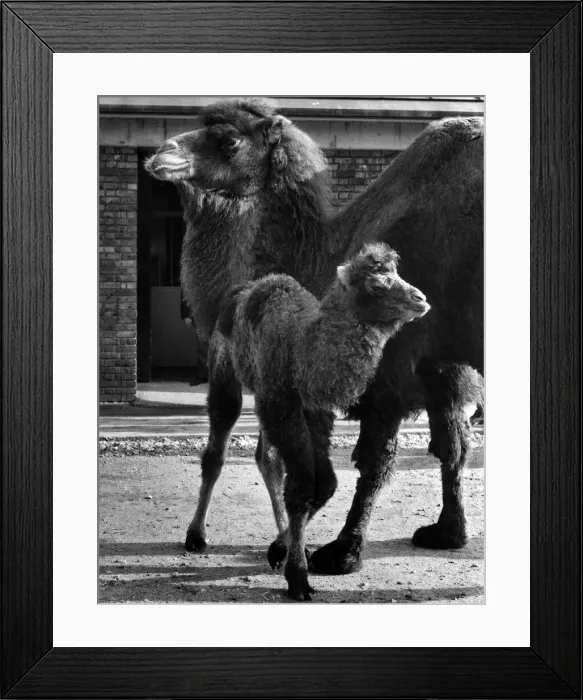 Framed Print : A New Baby Bactrian Camel at London Zoo: Maggie the baby camel, and the mother