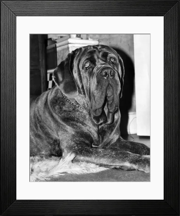 Framed Print : Edward G. Robinson'the £1, 000 Neopolitan Mastiff Framed Print : Edward G. Robinson'the £1, 000 Neopolitan Mastiff