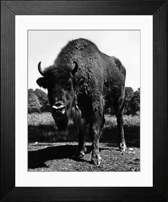 Framed Print : A European bison poses warily for his portrait. His coat seems ragged as he prepares for