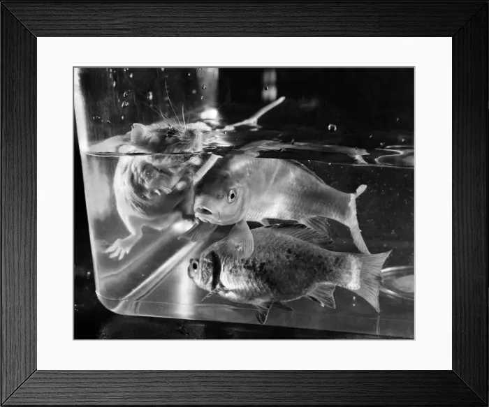 Framed Print : Bumping into a white mouse swimming in the privacy of your own tank is almost enough to Framed Print : Bumping into a white mouse swimming in the privacy of your own tank is almost enough to