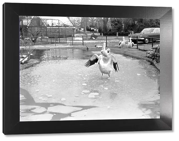 Keepers at Chessington Zoo chip the ice on the storks and ducks pond