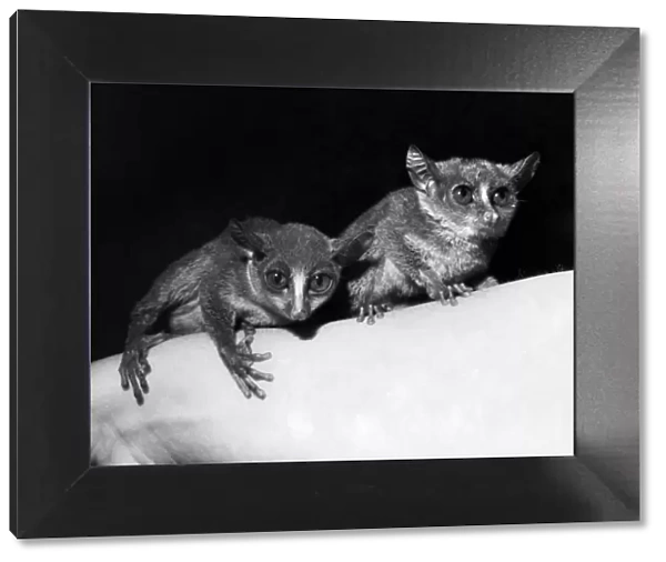 The two surviving bush babies pictured at the R. S. P. C. A hostel for animals at