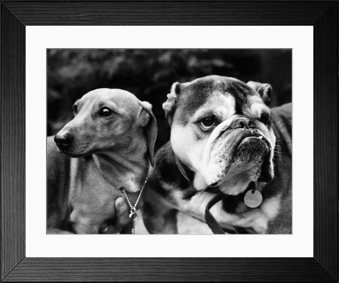 Framed Print : Fritz and Vesta the dogs who meet after the operation at Mr. StewartOs Surgery Framed Print : Fritz and Vesta the dogs who meet after the operation at Mr. StewartOs Surgery