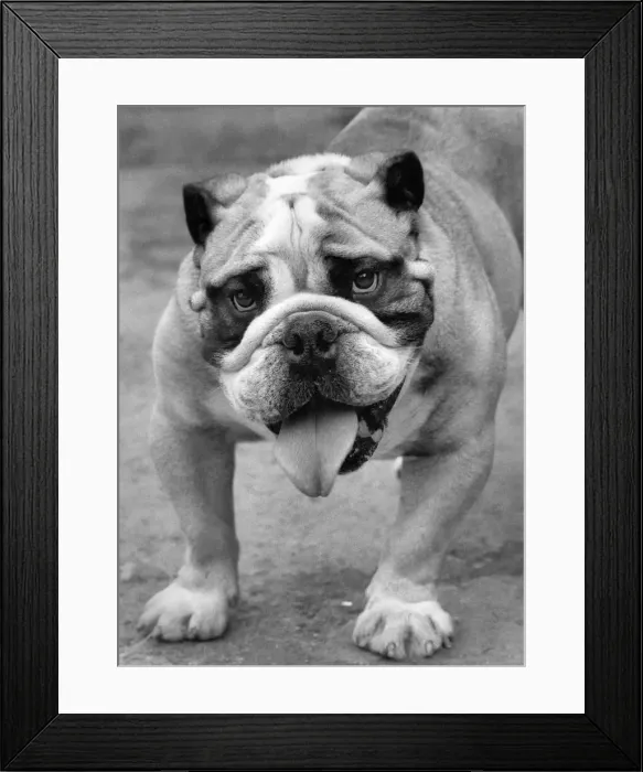 Framed Print : Billie the British Bull Dog seen here having trouble coping with the hot weather