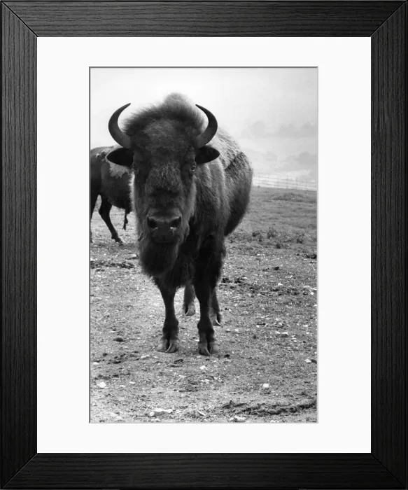Framed Print : Bison at Whipsnade Zoo. P007414