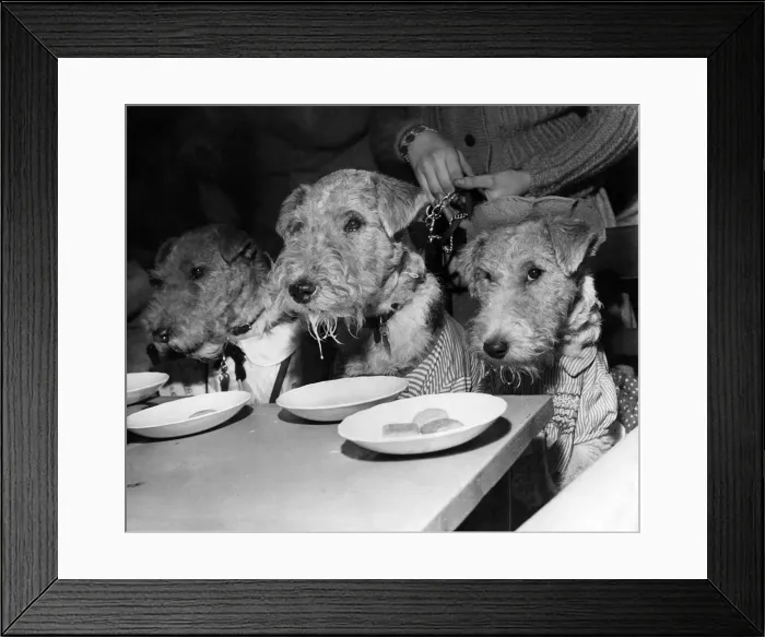 Framed Print : All the fun of the party, the pups tuck in whilst they can. December 1958 P007386 Framed Print : All the fun of the party, the pups tuck in whilst they can. December 1958 P007386