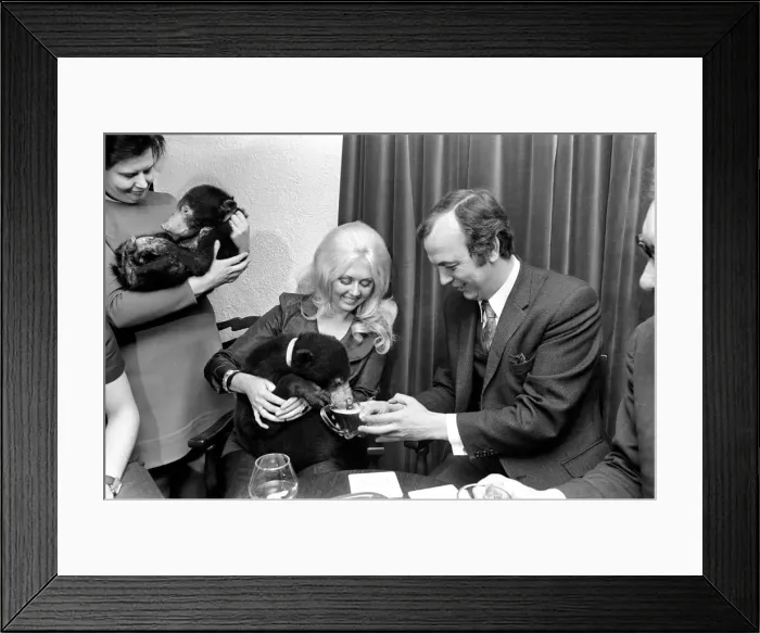 Framed Print : Humour: Unusual: Animals: Bears visits pub. December 1971 71-11988-003 Framed Print : Humour: Unusual: Animals: Bears visits pub. December 1971 71-11988-003