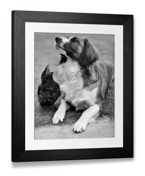 Framed Print : Jim'the crow and -Beauty'the dog pictured in the garden. May 1959 P007441