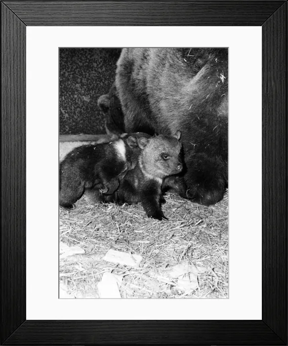 Framed Print : Dolly the brown bear recently gave birth to 4 cubs (January 1981 Framed Print : Dolly the brown bear recently gave birth to 4 cubs (January 1981