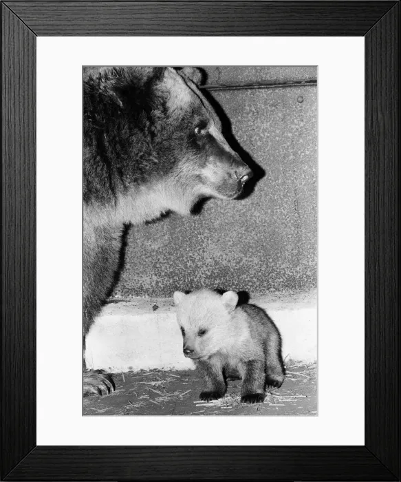 Framed Print : Dolly the brown bear recently gave birth to 4 cubs (January 1981 Framed Print : Dolly the brown bear recently gave birth to 4 cubs (January 1981