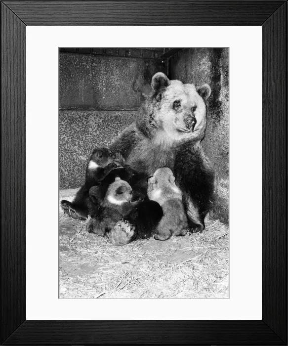 Framed Print : Dolly the brown bear recently gave birth to 4 cubs (January 1981