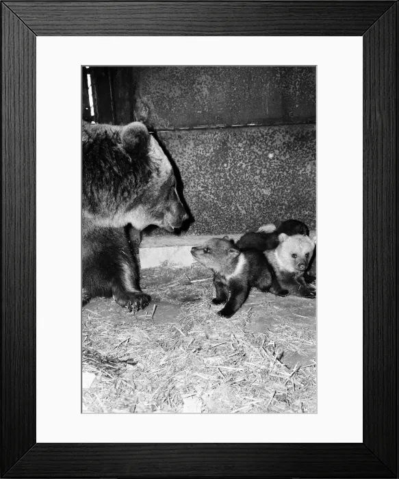 Framed Print : Dolly the brown bear recently gave birth to 4 cubs (January 1981 Framed Print : Dolly the brown bear recently gave birth to 4 cubs (January 1981