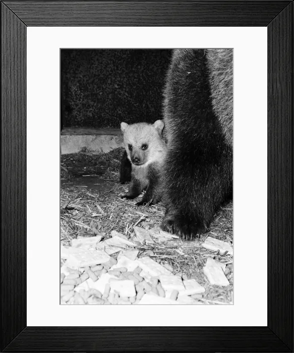 Framed Print : Dolly the brown bear recently gave birth to 4 cubs (January 1981 Framed Print : Dolly the brown bear recently gave birth to 4 cubs (January 1981