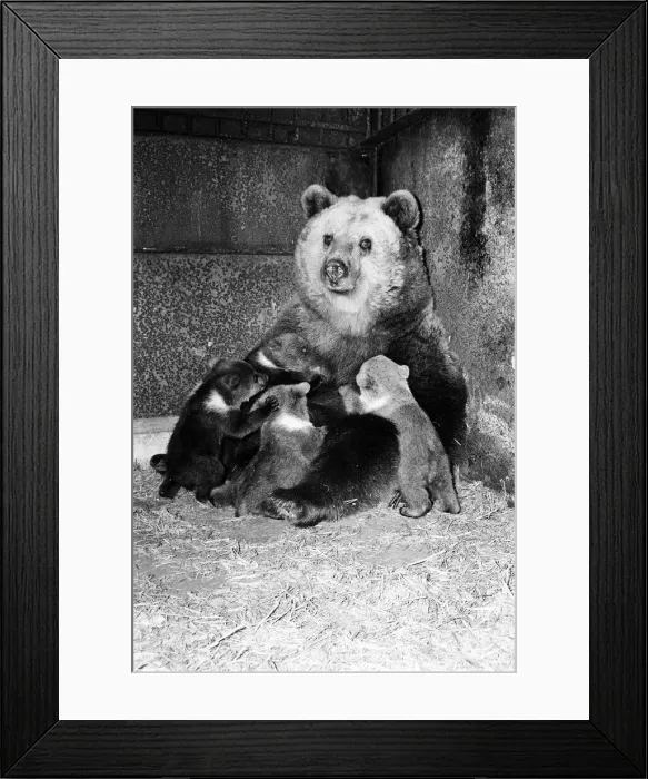 Framed Print : Dolly the brown bear recently gave birth to 4 cubs (January 1981