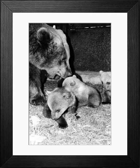 Framed Print : Dolly the brown bear recently gave birth to 4 cubs (January 1981