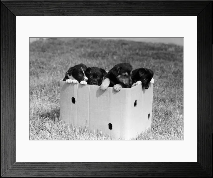 Framed Print : Terrier puppies which were found abandoned in a cardboard box April 1981 Framed Print : Terrier puppies which were found abandoned in a cardboard box April 1981