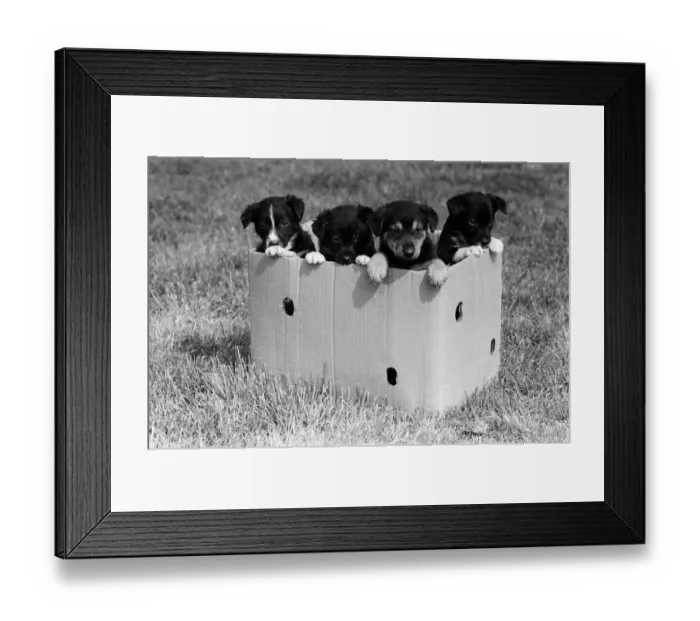 Framed Print : Terrier puppies which were found abandoned in a cardboard box April 1981