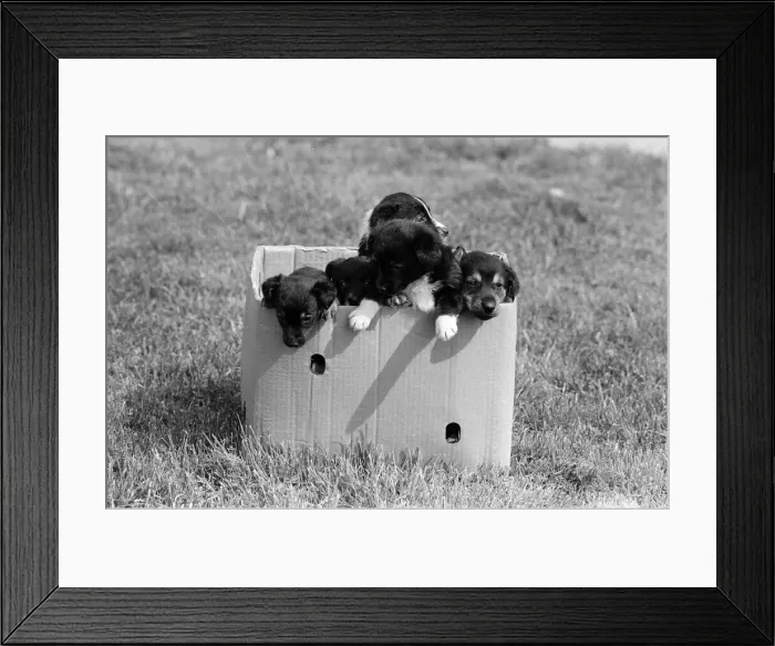 Framed Print : Terrier puppies which were found abandoned in a cardboard box April 1981 Framed Print : Terrier puppies which were found abandoned in a cardboard box April 1981
