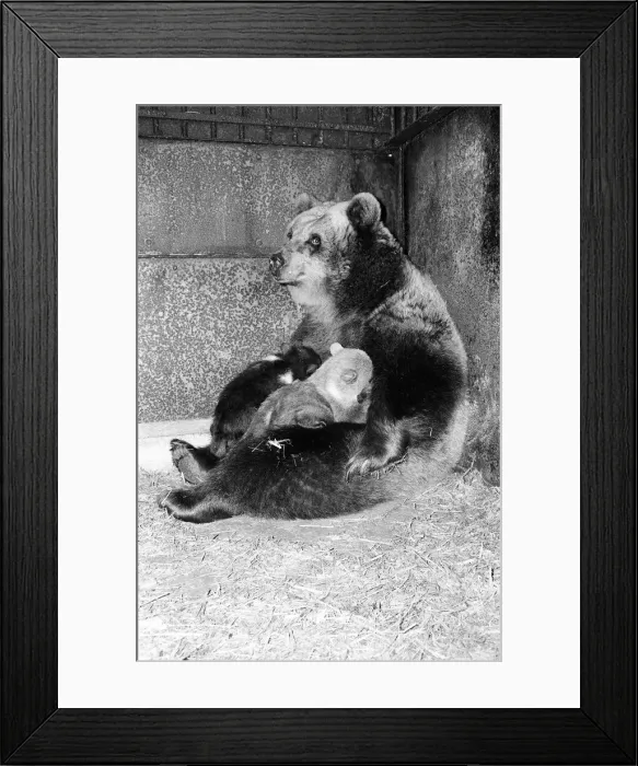 Framed Print : Dolly the brown bear recently gave birth to 4 cubs (January 1981 Framed Print : Dolly the brown bear recently gave birth to 4 cubs (January 1981