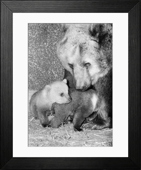 Framed Print : Dolly the brown bear recently gave birth to 4 cubs (January 1981 Framed Print : Dolly the brown bear recently gave birth to 4 cubs (January 1981