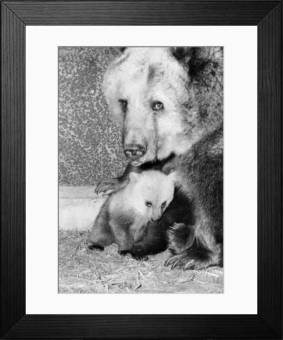 Framed Print : Dolly the brown bear recently gave birth to 4 cubs (January 1981 Framed Print : Dolly the brown bear recently gave birth to 4 cubs (January 1981