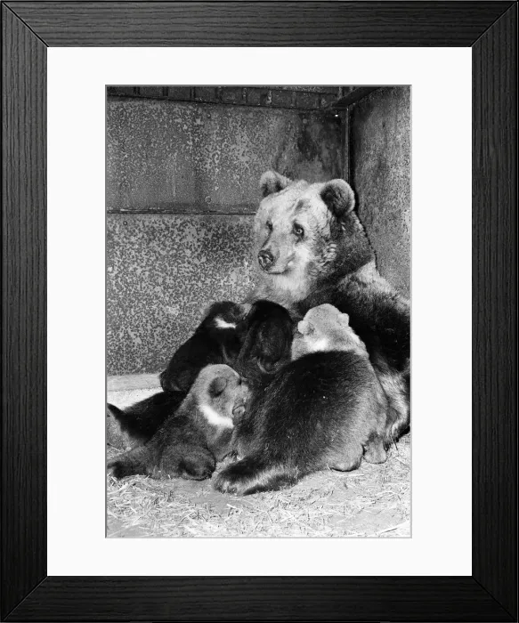 Framed Print : Dolly the brown bear recently gave birth to 4 cubs (January 1981 Framed Print : Dolly the brown bear recently gave birth to 4 cubs (January 1981