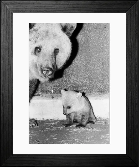 Framed Print : Dolly the brown bear recently gave birth to 4 cubs (January 1981 Framed Print : Dolly the brown bear recently gave birth to 4 cubs (January 1981