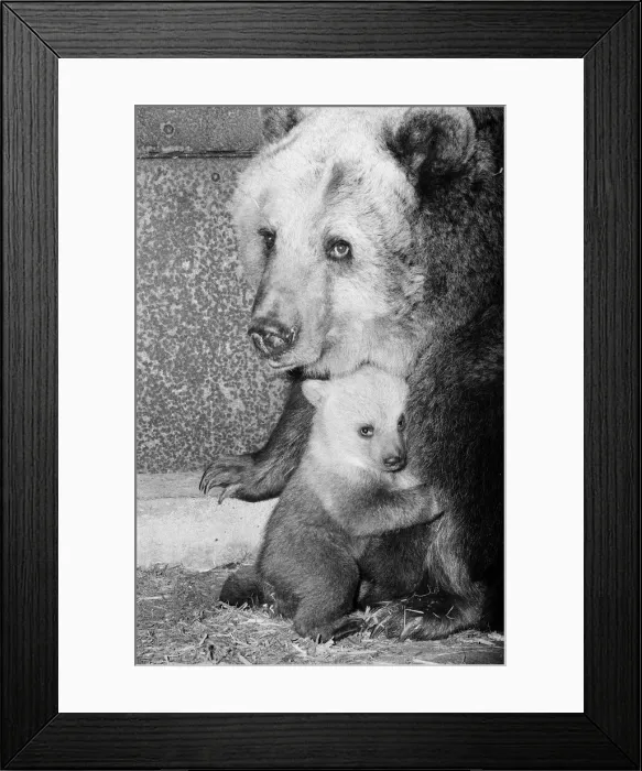 Framed Print : Dolly the brown bear recently gave birth to 4 cubs (January 1981