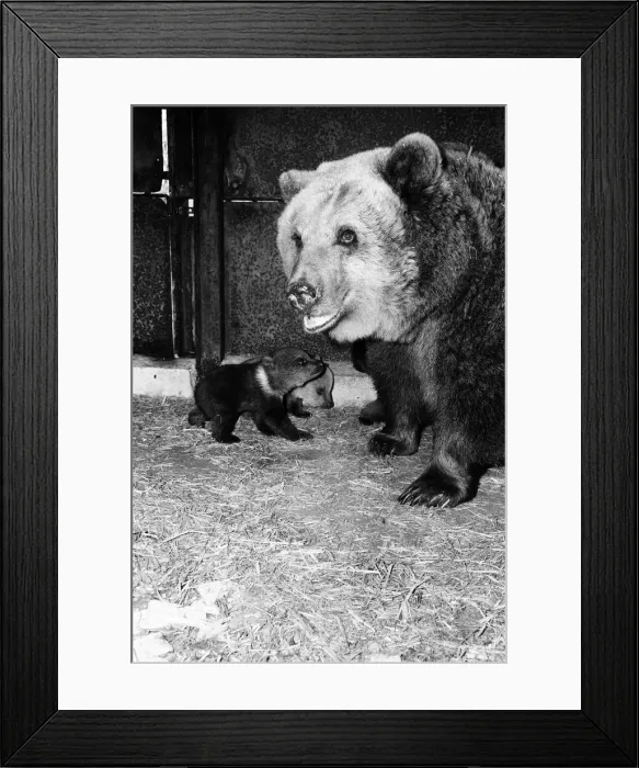 Framed Print : Dolly the brown bear recently gave birth to 4 cubs (January 1981 Framed Print : Dolly the brown bear recently gave birth to 4 cubs (January 1981