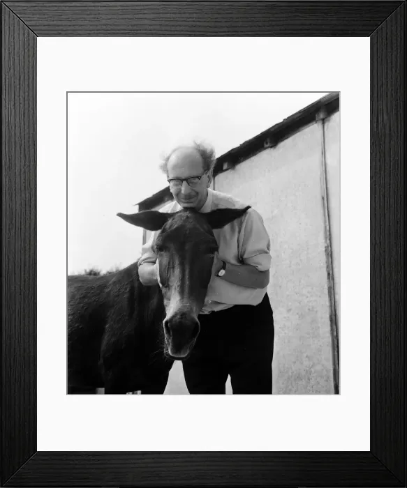 Framed Print : Donkey retirement home in Selsey, Sussex. John Lockwood who cares for 50 retired