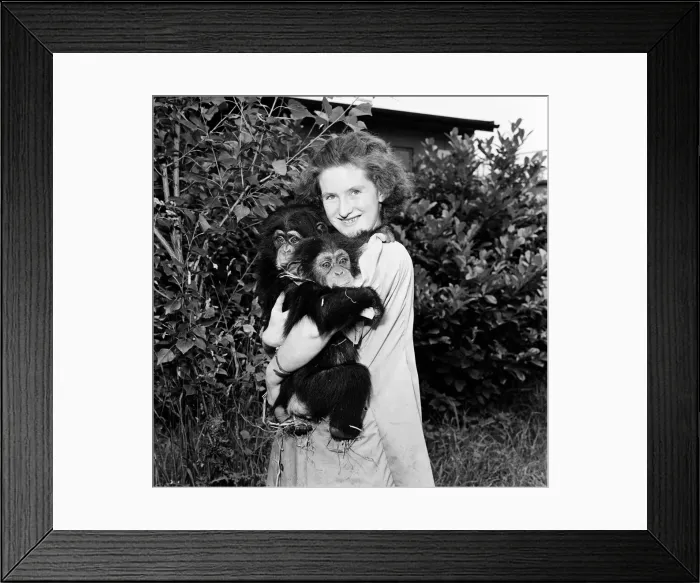 Framed Print : Chester Zoo. Keeper Kathy Jones with two chimpanzees. 20th July 1962 Framed Print : Chester Zoo. Keeper Kathy Jones with two chimpanzees. 20th July 1962