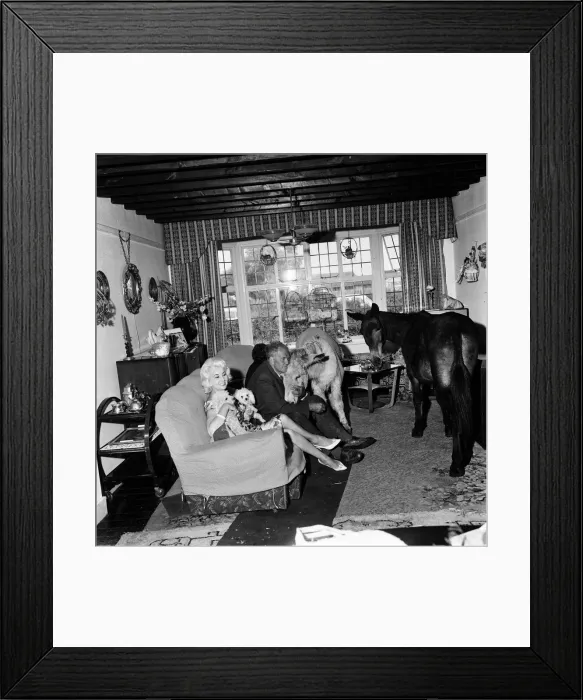 Framed Print : Donkey retirement home in Selsey, Sussex. John Lockwood who cares for 50 retired Framed Print : Donkey retirement home in Selsey, Sussex. John Lockwood who cares for 50 retired