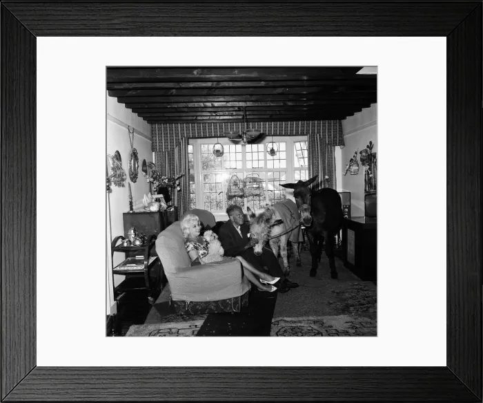 Framed Print : Donkey retirement home in Selsey, Sussex. John Lockwood who cares for 50 retired