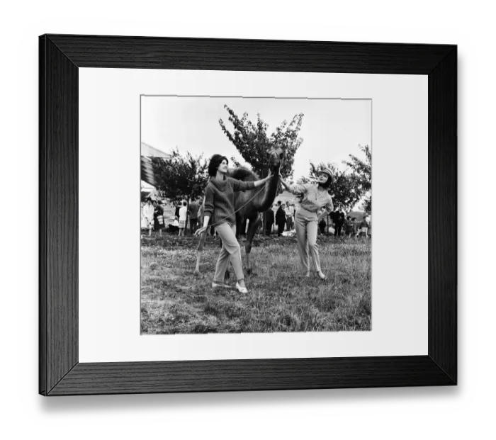 Framed Print : Chester Zoo. Fashion models pose with a camel. 20th July 1962 Framed Print : Chester Zoo. Fashion models pose with a camel. 20th July 1962