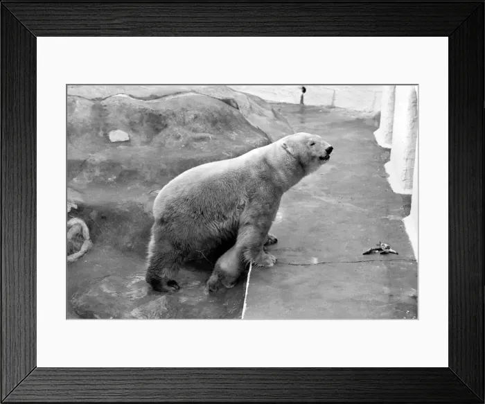 Framed Print : Bristol Zoo: Polar Bear and Cub: The baby Polar Bear at Bristol Zoo Framed Print : Bristol Zoo: Polar Bear and Cub: The baby Polar Bear at Bristol Zoo