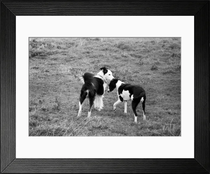 Framed Print : Animals: Humour: Unusual. A marriage was arranged and consummated at Little Leigh Framed Print : Animals: Humour: Unusual. A marriage was arranged and consummated at Little Leigh