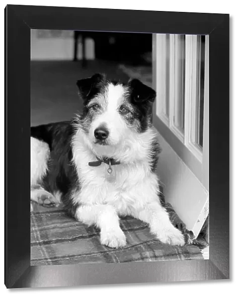 Collie  /  Dog  /  Animal  /  Cute. Alexander the Great. March 1975 75-01356-009