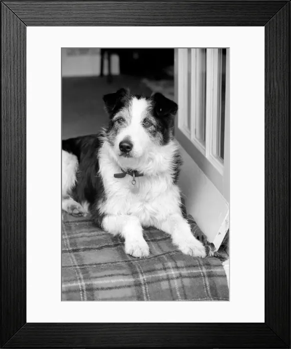 Framed Print : Collie / Dog / Animal / Cute. Alexander the Great. March 1975 75-01356-009 Framed Print : Collie / Dog / Animal / Cute. Alexander the Great. March 1975 75-01356-009