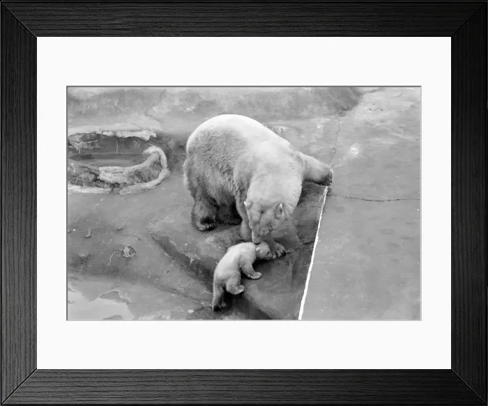 Framed Print : Bristol Zoo: Polar Bear and Cub: The baby Polar Bear at Bristol Zoo