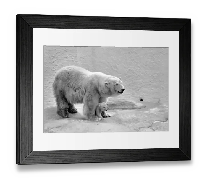 Framed Print : Bristol Zoo: Polar Bear and Cub: The baby Polar Bear at Bristol Zoo Framed Print : Bristol Zoo: Polar Bear and Cub: The baby Polar Bear at Bristol Zoo