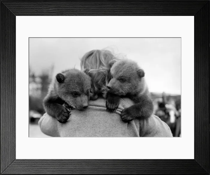Framed Print : Twin Brown Bears. March 1975 75-01620-002 Framed Print : Twin Brown Bears. March 1975 75-01620-002